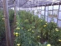 Мій досвід вирощування томатів досвід