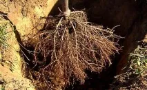 Надземна та коренева система яблуні система
