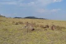 моят меркицкая