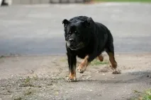 атака кучешка