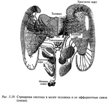 Нейрофізіологія стріарної системи стріарної