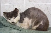 дома калцивироза