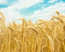 Однодольні рослини походження та ознаки класу - до класу однодольних рослин відноситься - ознаки