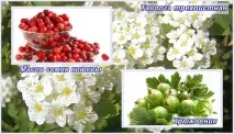 срещу срещу