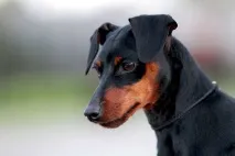 опис