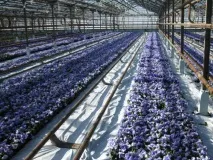 Організація бізнесу з вирощування розсади організація
