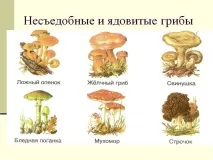 Отруєння грибними консервами перші ознаки, лікування перші