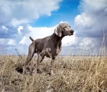 Основні породи мисливських собак - Нижегородський сайт мисливців мисливських