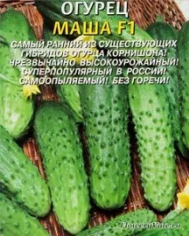 masha описание