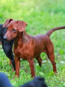 пінчер