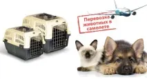 перевезення