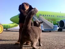 тварин
