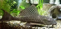Плекостомус (Hypostomus plecostomus), Каталог статей, Аквамір зоомагазин в Тольятті. плекостомус