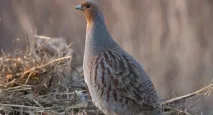 куріпки