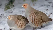 сірої