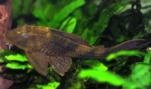 hypostomus снимки