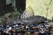 Плекостомус (Hypostomus plecostomus), Каталог статей, Аквамір зоомагазин в Тольятті. hypostomus