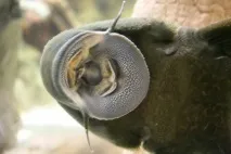 Плекостомус (Hypostomus plecostomus), Каталог статей, Аквамір зоомагазин в Тольятті. аквамір