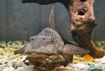 Плекостомус (Hypostomus plecostomus), Каталог статей, Аквамір зоомагазин в Тольятті. статей