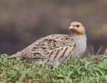 довкілля