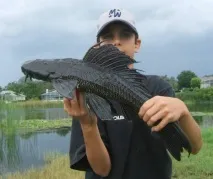 Плекостомус (Hypostomus plecostomus), Каталог статей, Аквамір зоомагазин в Тольятті. каталог