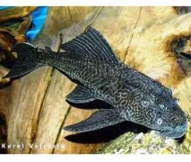 Плекостомус (Hypostomus plecostomus), Каталог статей, Аквамір зоомагазин в Тольятті. статей