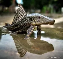 Плекостомус (Hypostomus plecostomus), Каталог статей, Аквамір зоомагазин в Тольятті. каталог