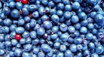 боровинките захарен диабет