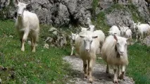 снимки апенцел