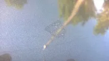 Потріскався лак Автомобіля