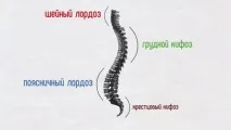 Поперекові хребці будова, функції та ймовірні проблеми проблеми