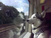превоз кучета