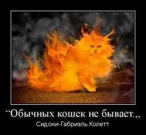 Препарат, щоб кішка не точила пазурі, Рудий кіт кішка