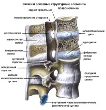 Поперекові хребці будова, функції та ймовірні проблеми проблеми