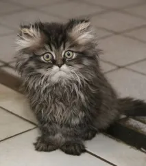 котка Котката трябва