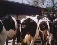 Пристрій для тарвіння холодом Brand-a-Bull brand-a-bull