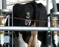 Пристрій для тарвіння холодом Brand-a-Bull пристрій