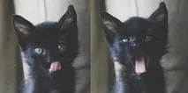 коти