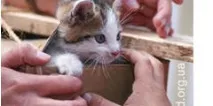 cats