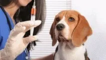 вакцинування