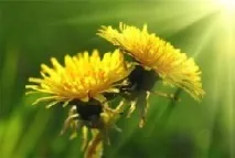 кульбаб