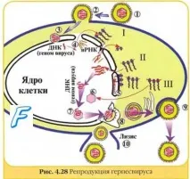 Простий герпес герпесвірусів