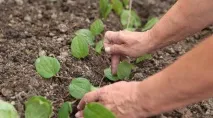 Розмноження клематисів на насіння