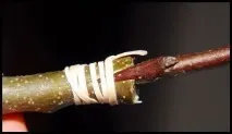 розмноження