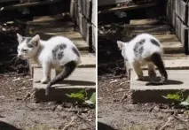 крака котка