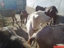 кози