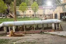 djurpark djurpark
