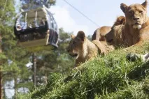 kolmårdens djurpark