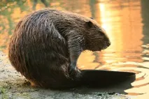 описание бобри