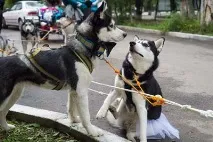 двойката благовещение